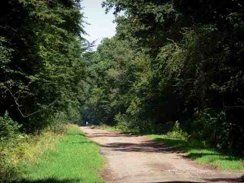 foret, raismes, saint, amand